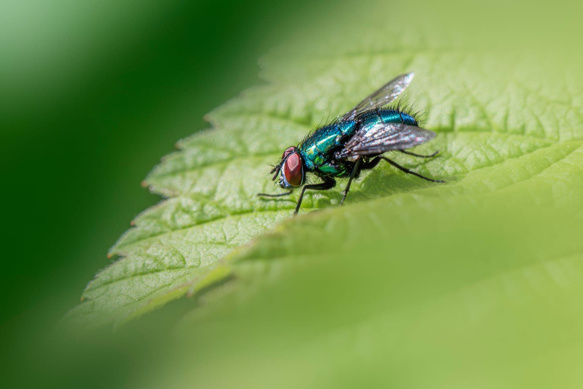 A child examining an insect outdoors