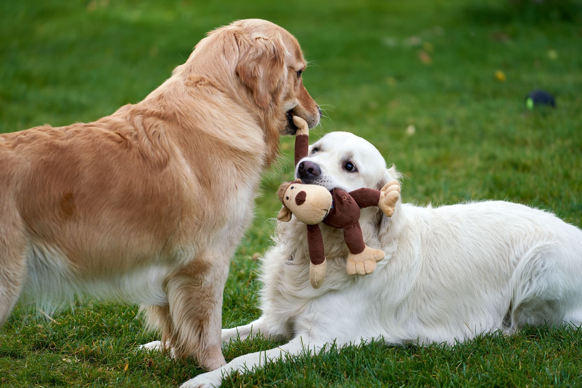 A plush interactive toy pet