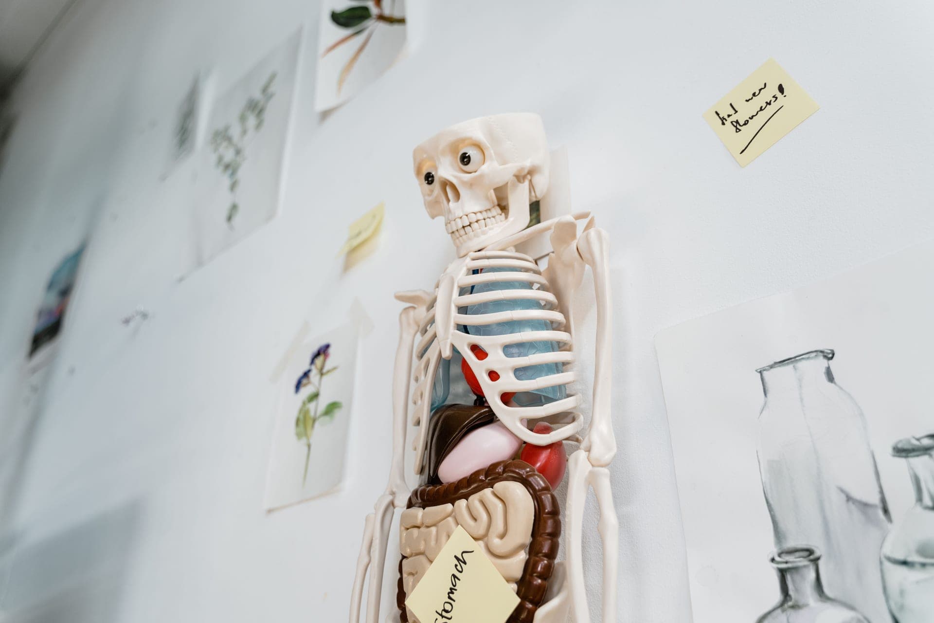 An anatomical model of a human torso